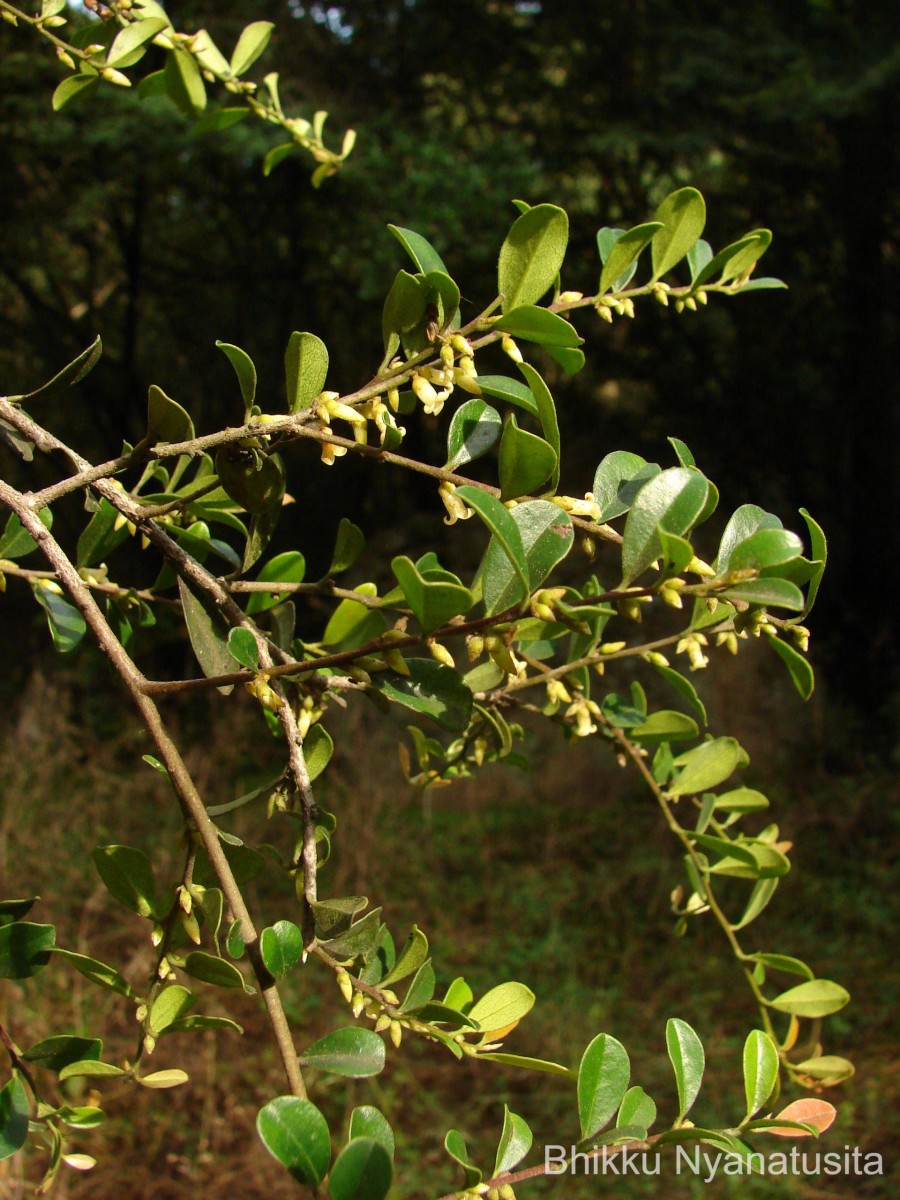 Diospyros ferrea (Willd.) Bakh.